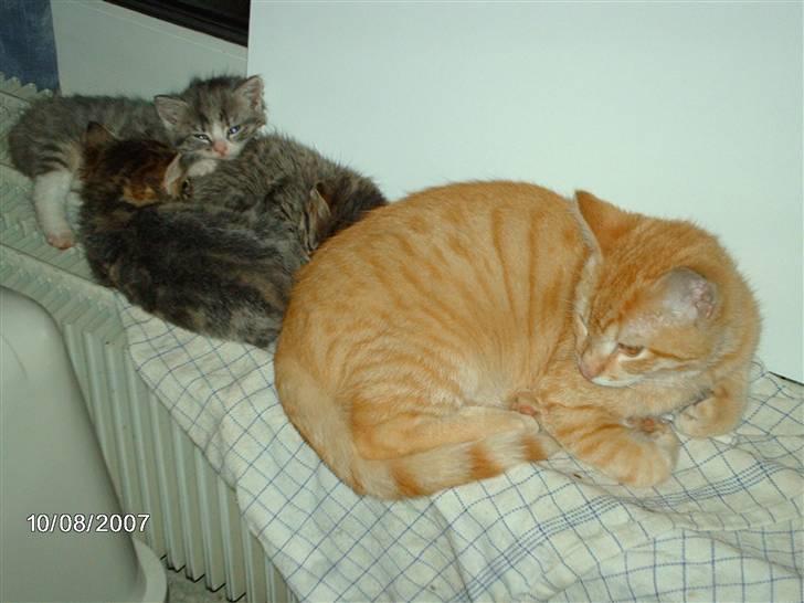 Huskat *GARFIELD* - Ligger lige og hygger med Ying og Yang billede 13