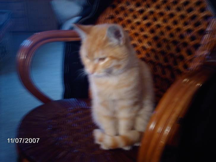 Huskat *GARFIELD* - Er helt i min egen verden billede 14