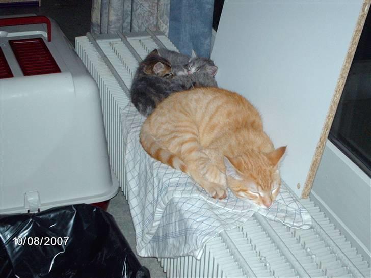 Huskat *GARFIELD* - Der er god varm her billede 15