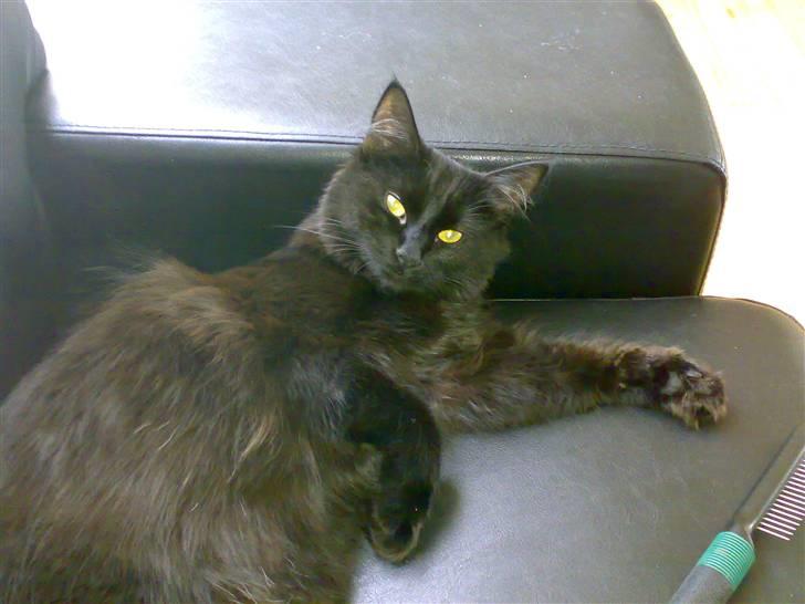 Norsk Skovkat Happy feet aka Lille mis  billede 14