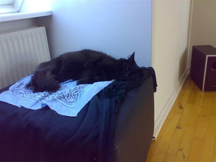 Norsk Skovkat Happy feet aka Lille mis  billede 15