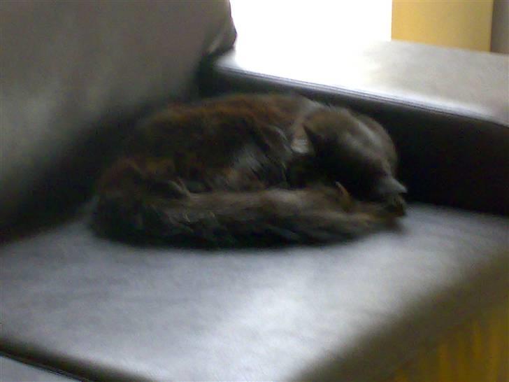 Norsk Skovkat Happy feet aka Lille mis  billede 16