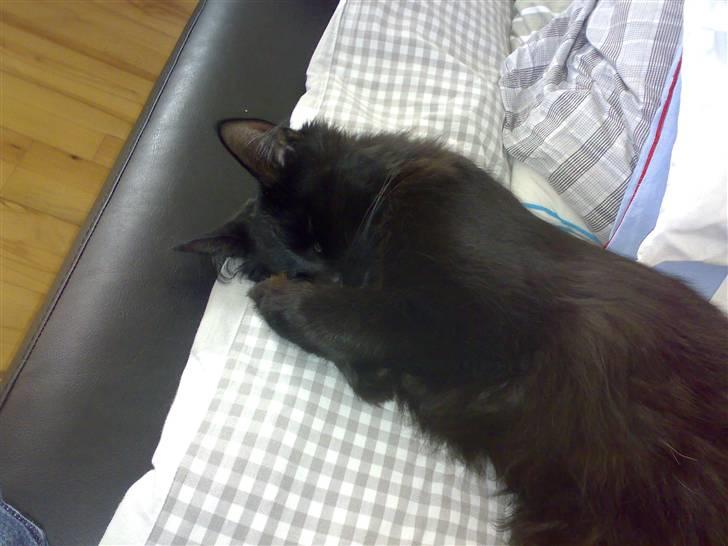 Norsk Skovkat Happy feet aka Lille mis  billede 17