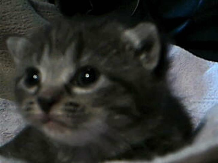 Huskat Mille - Huskat - Mille billede 1