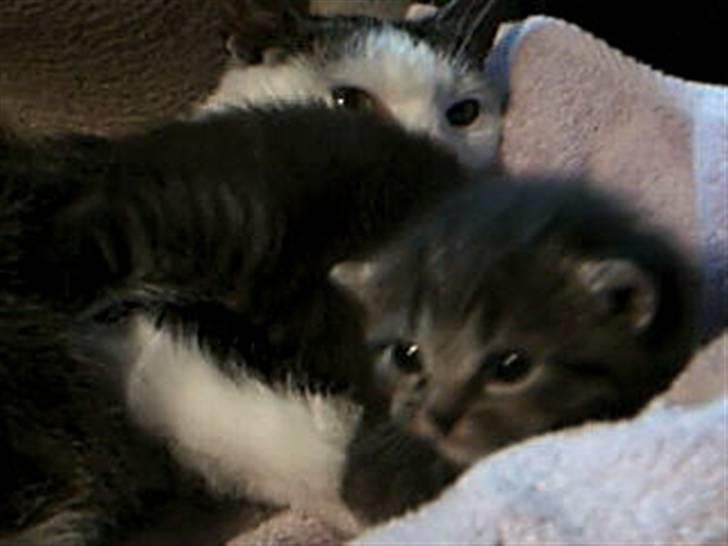 Huskat Mille - Huskat - Mille og Plet billede 2