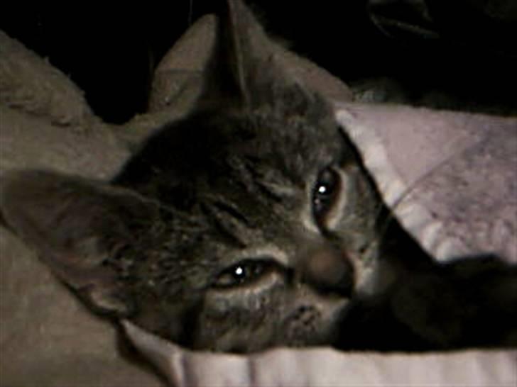 Huskat Mille - Huskat - Mille billede 3