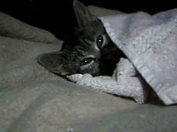 Huskat Mille - Huskat - Mille billede 4