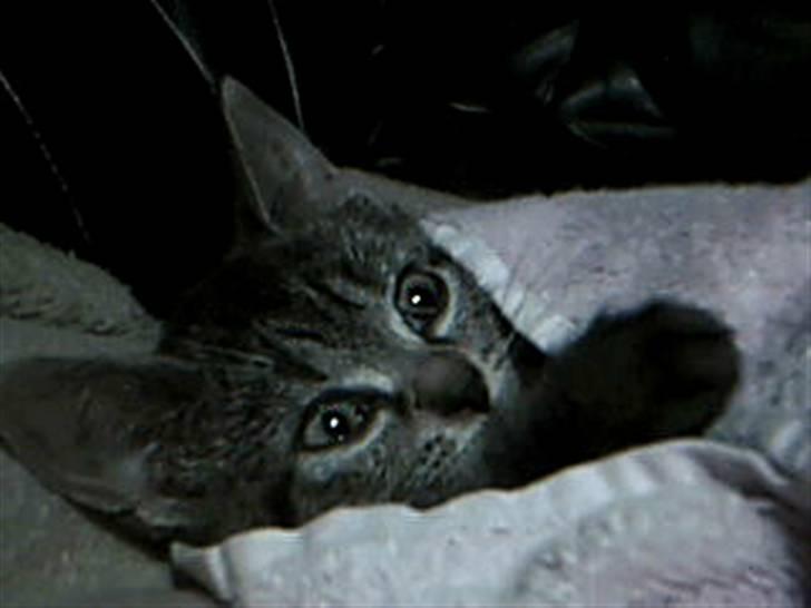 Huskat Mille - Huskat - Mille billede 5