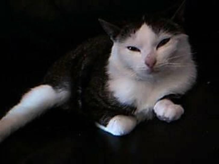 Huskat Plet - Huskat - Plet billede 1