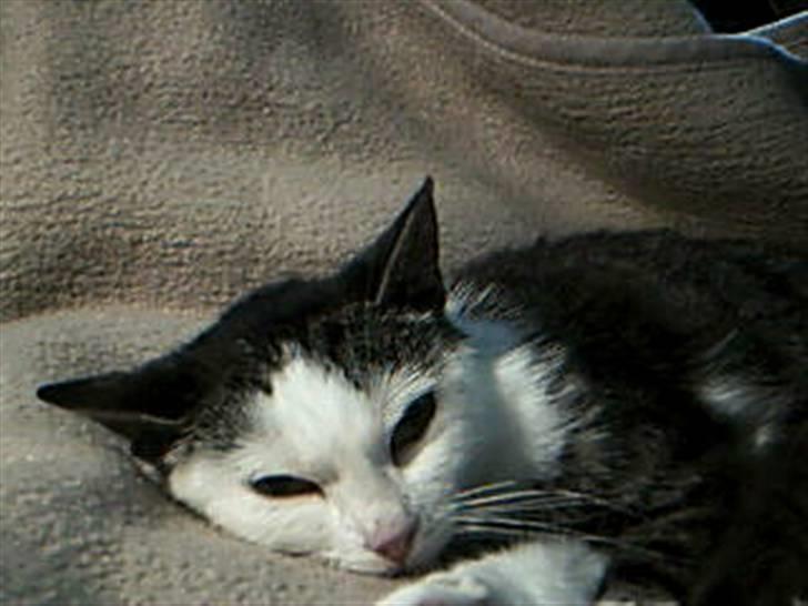 Huskat Plet - Huskat - Plet billede 2