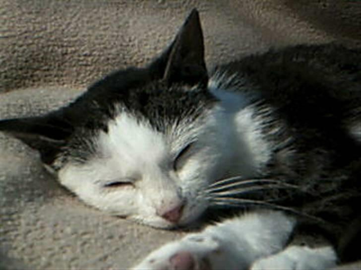 Huskat Plet - Huskat - Plet billede 3