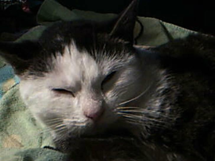 Huskat Plet - Huskat - Plet billede 5