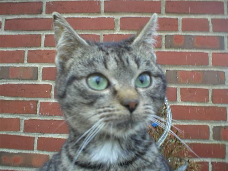 Huskat Lille-mand - Huskat - Lille-mand billede 1