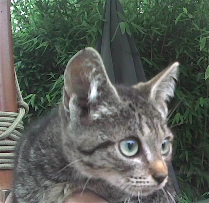 Huskat Lille-mand - Huskat - Lille-mand billede 2