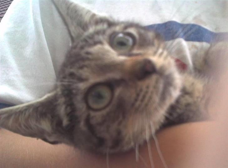 Huskat Lille-mand - Huskat - Lille-mand billede 3