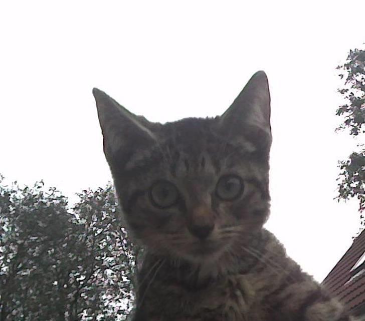 Huskat Lille-mand - Huskat - Lille-mand billede 4