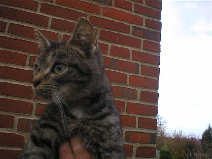 Huskat Lille-mand - Huskat - Lille-mand billede 5