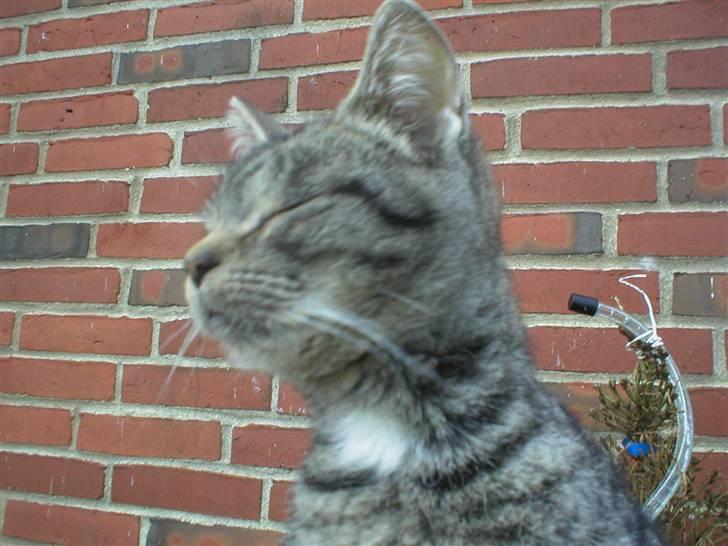 Huskat Lille-mand - Huskat - Lille-mand billede 6