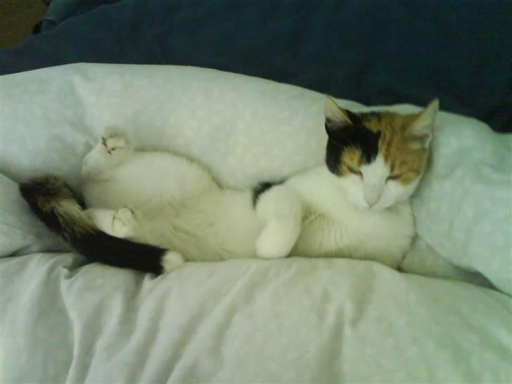 Huskat Pjevert - ikke flere billeder, nu sov jeg lige billede 5