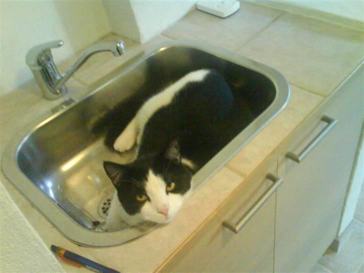 Huskat Putte - den her "kurv" passer da lige til mig.... billede 8