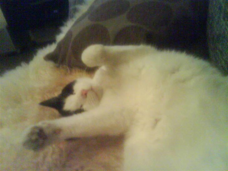 Huskat Putte - jeg kan altid lige gøre mig lidt til. billede 9