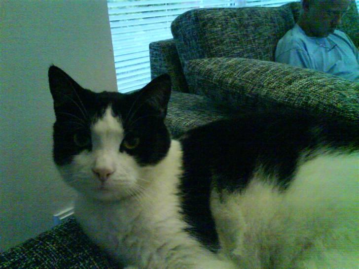 Huskat Putte - hej billede 10