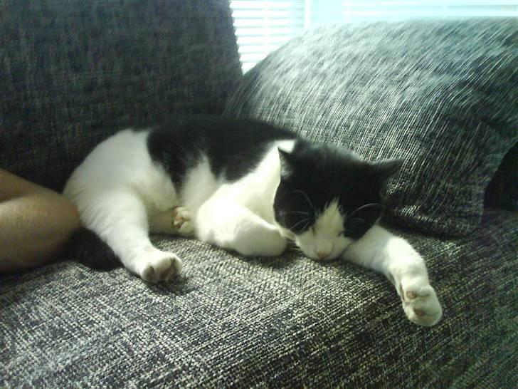 Huskat Putte - selv en stor hankat kan blive træt. billede 11