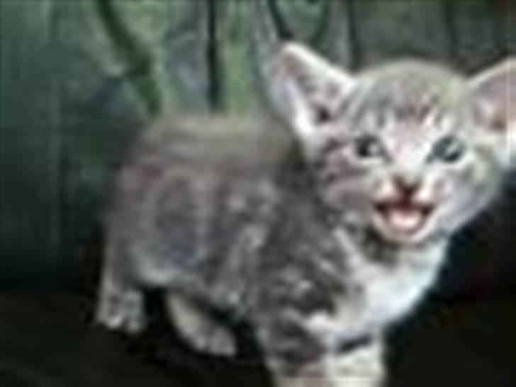 Huskat Garfield - Huskat - Garfield billede 1