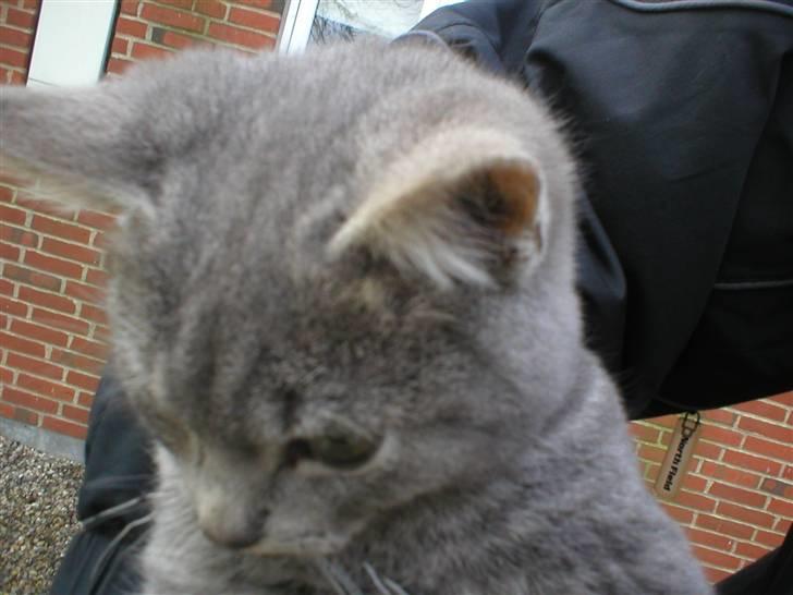 Huskat Garfield - Huskat - Garfield billede 2