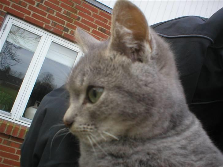 Huskat Garfield - Huskat - Garfield billede 3