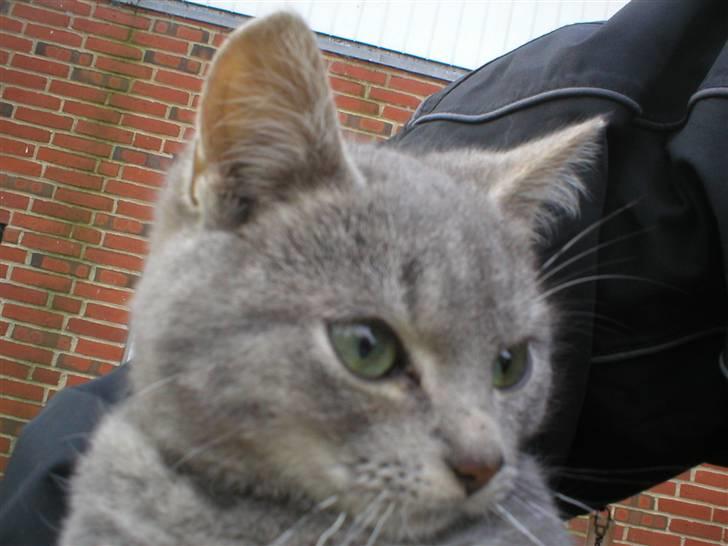 Huskat Garfield - Huskat - Garfield billede 4