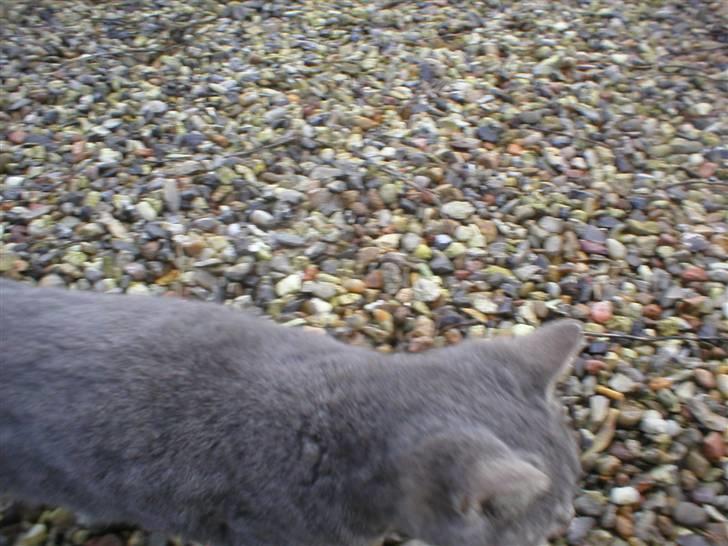 Huskat Garfield - Huskat - Garfield billede 5