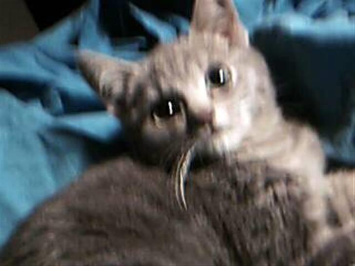 Huskat Garfield - Huskat - Garfield billede 6