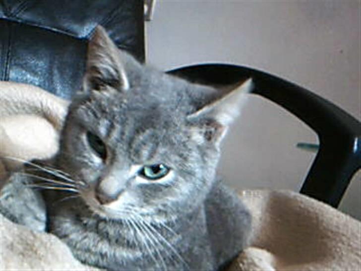 Huskat Garfield - Huskat - Garfield billede 7