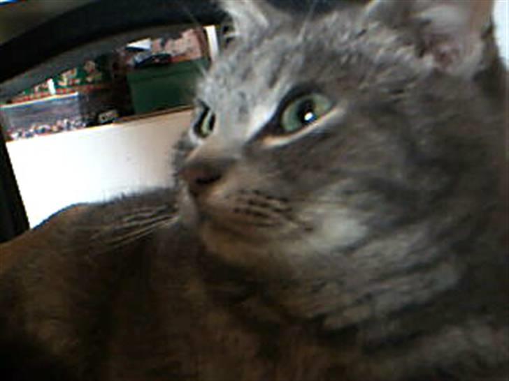 Huskat Garfield - Huskat - Garfield billede 8