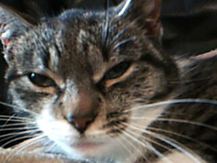 Huskat Perle - Huskat - Perle billede 1