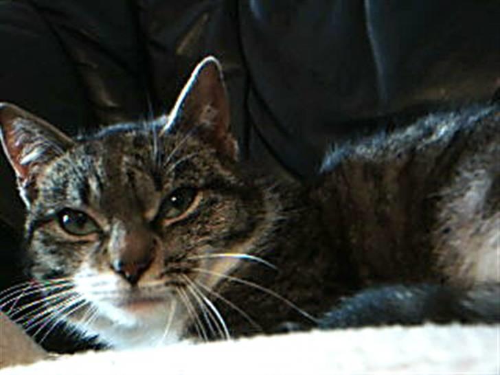 Huskat Perle - Huskat - Perle billede 2