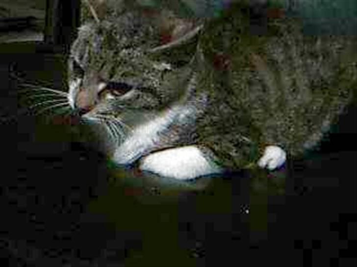 Huskat Perle - Huskat - Perle billede 3