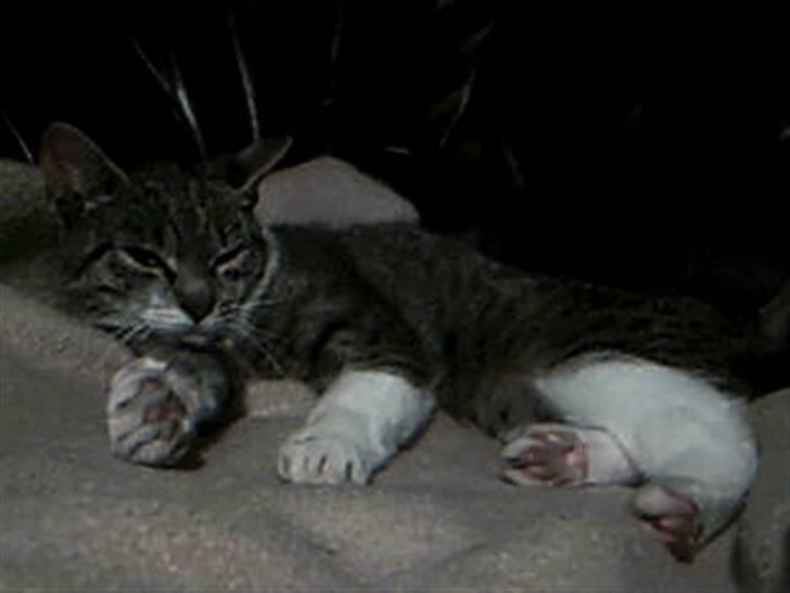 Huskat Perle - Huskat - Perle billede 5