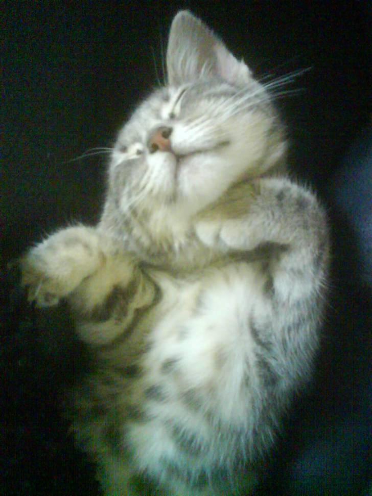 Huskat Mille - MAANN det er skønt at dase!! billede 1