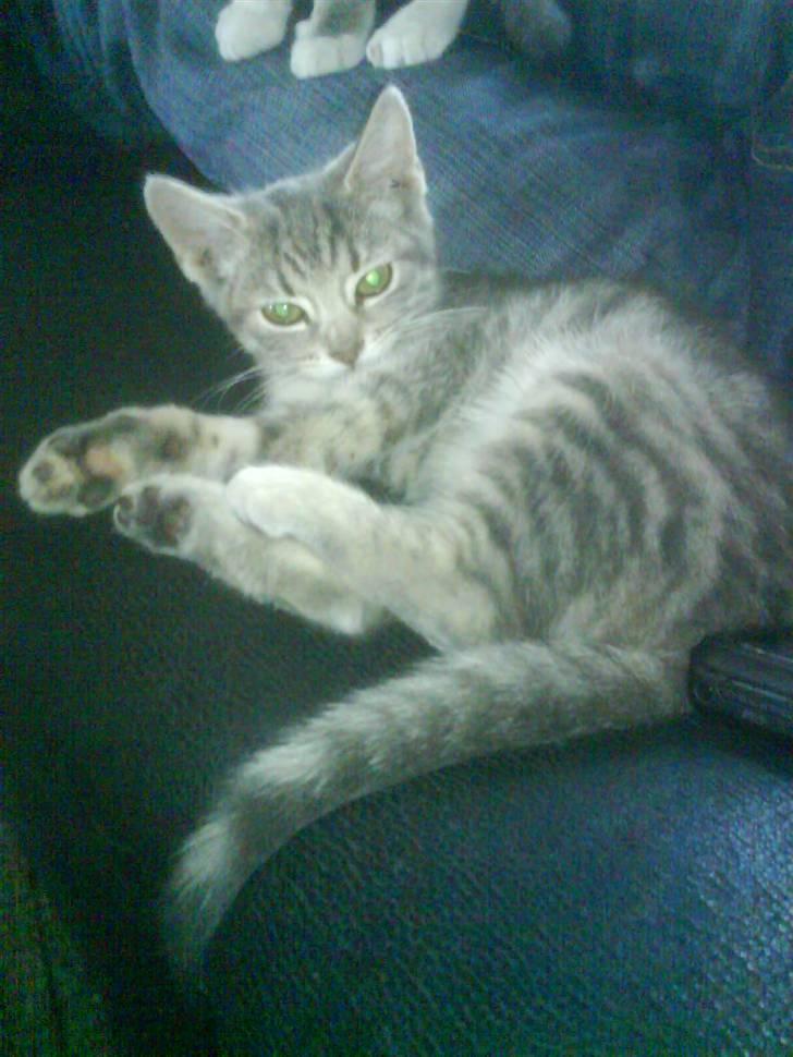 Huskat Mille - er det mig du tager billeder af ?? billede 2