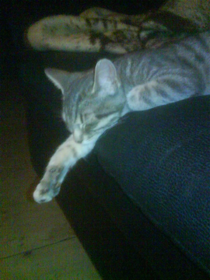 Huskat Mille billede 3