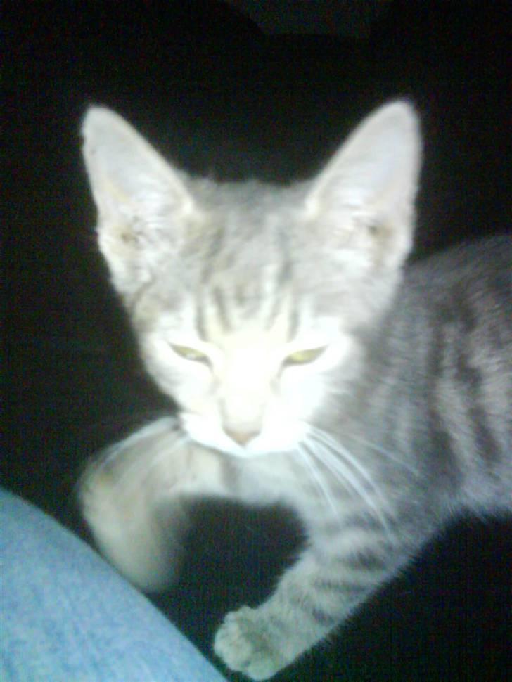 Huskat Mille - kom lige tæt nok på hehe billede 4