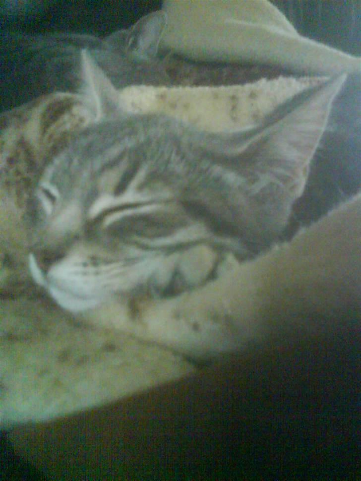 Huskat Mille - pakke mig ind i et tæppe og ligge og putte dagen  lang, er også lige sagen... billede 5