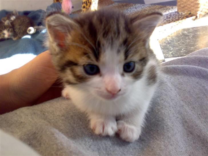 Huskat Bobbi - Og lidt opmærksomhed er også rart :o) billede 2