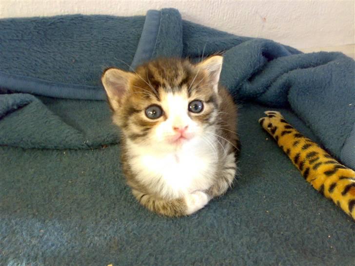 Huskat Bobbi - Jeg kan godt ligge alene lidt og kigge.. billede 3