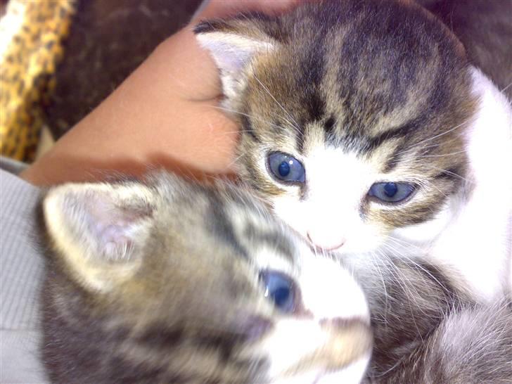 Huskat Bobbi - Jeg leger lige lidt med min søster Perry billede 4