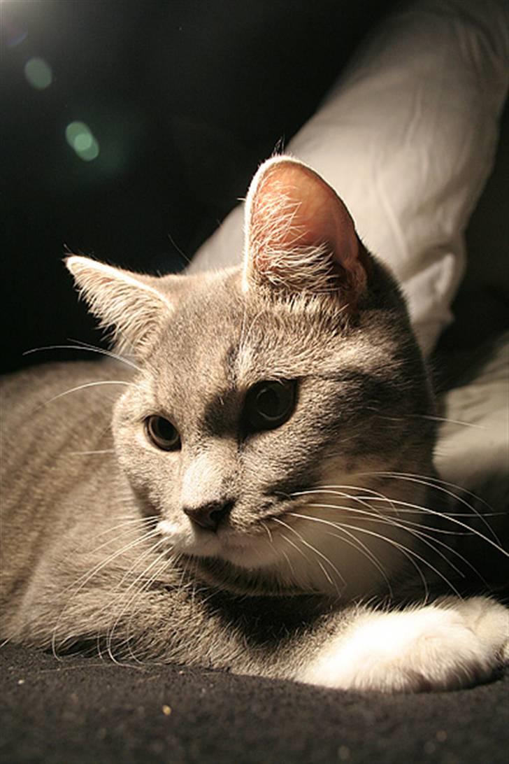 Blanding af racer Sille - . billede 1