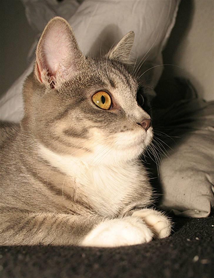 Blanding af racer Sille billede 2