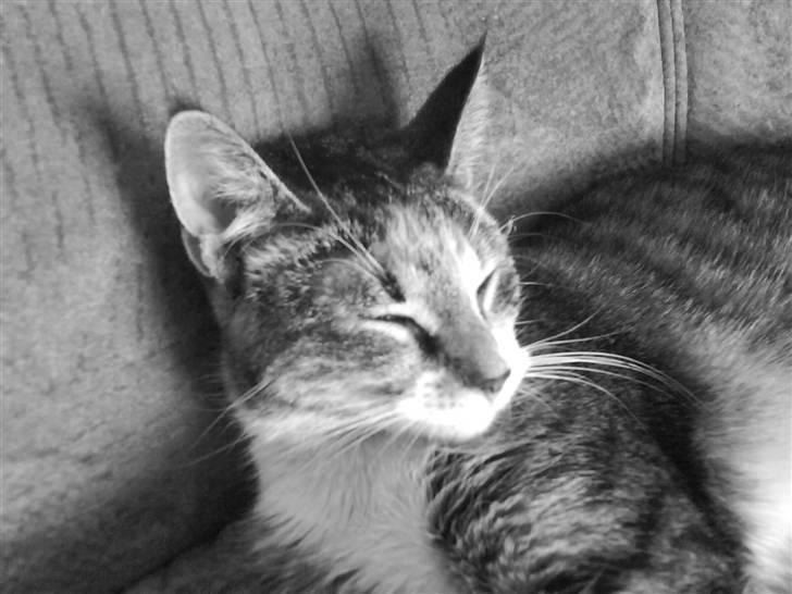 Huskat Stella - Velkommen til min profil :) billede 1